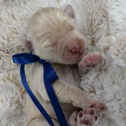 Skyler - Caramel ice male Australian Labradoodle puppy in Upland, California from Kings Labradoodles