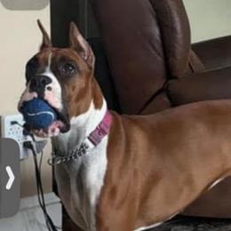Charlie girl - Boxer