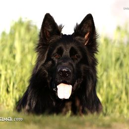Unique Star - German Shepherd
