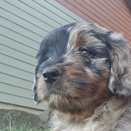 Austin - Blue merle female Assorted Doodle Crosses puppy in Rainier, Oregon from Seven Petals Farm