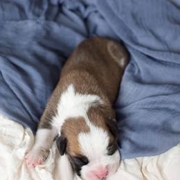 Boxer Puppies from Hawk Creek Boxers