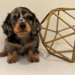 Barrett - Dapple male Dachshund puppy in Fort Gibson, Oklahoma from Cooper’s Dachshunds