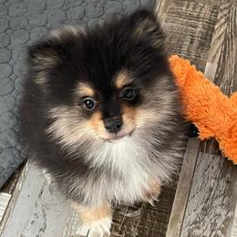 Boy 2 - Black and tan male Pomeranian puppy in Jamestown, California from Park Avenue Poms