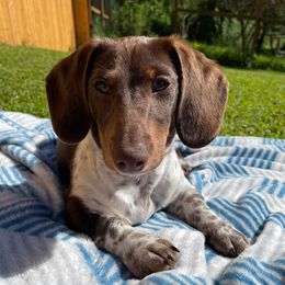 Dachshunds from Daweshunds
