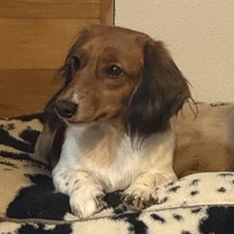 Charlie Ann Ramsey - Piebald female Dachshund puppy in Bald Knob, Arkansas from Victoria’s Dachshunds