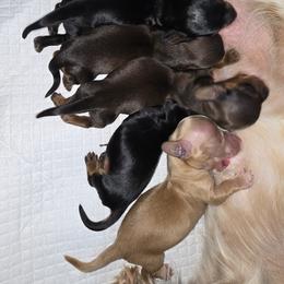 Dachshund Puppies from Mel's LowRider Ranch