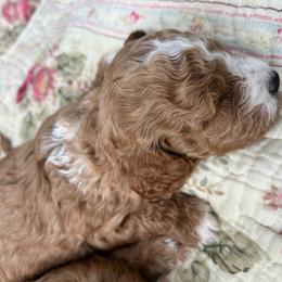 Girl pick 3 - female Cavapoochon puppy in Clementon, New Jersey from PitterPatterPuppiesNJ