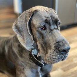 Mina - Great Dane