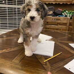 Aussiedoodle, Goldendoodle, and Sheepadoodle Puppies from The Yuppy Puppy Doodle Company