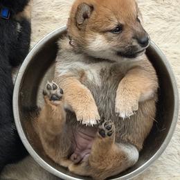 Sayuri - little lily baby pink collar - Red female Shiba Inu puppy in Lehigh Acres, Florida from SWFL Happy Dogs