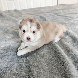 Pomsky Puppies from Pomsky Playpen