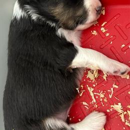 Lavender - Black white and tan female Shetland Sheepdog puppy in Fontanelle, Iowa from Jensen Farms Shelties
