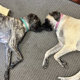 Mastiff Puppies from Eagle Pond Mastiffs