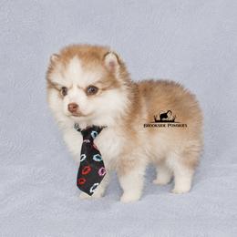 Cocoa - Red and white male Pomsky puppy in Stockton, Utah from Mischa Nelson