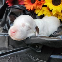 Boy 2 - Chestnut male Llewellin Setter puppy in North Dinwiddie, Virginia from Pups Furever