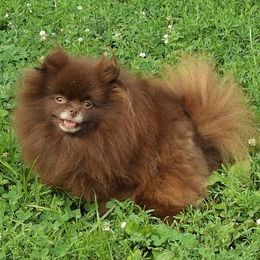 Mocha - Pomeranian