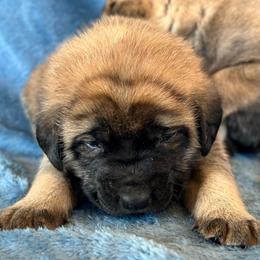 Daisy - Fawn female Mastiff puppy in Wewoka, Oklahoma from P Diamond Mastiffs