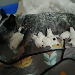Australian Cattle Dog Puppies from Kurczak Farm LLC