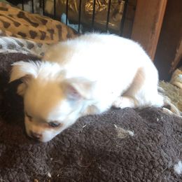 Opie - Cream and white male Chihuahua puppy in Amelia, Virginia from Pannell’s Precious Pups