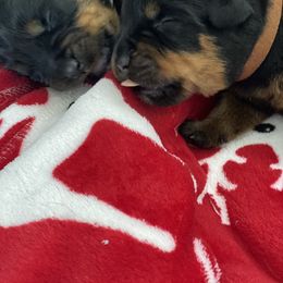 Rottweiler Puppies from Von Zak Kennels