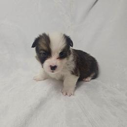Neville Longbottom- full length tail - Sable male Pembroke Welsh Corgi puppy in Deming, New Mexico from Dragon Ridge Corgis