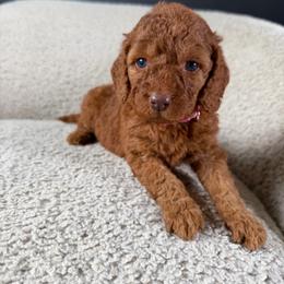 Stella - Red  female Goldendoodle puppy in Lowville, New York from Adirondack Goldendoodles