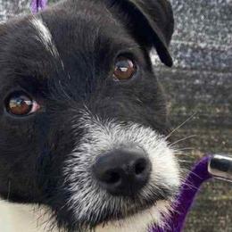 Snoopy - Russell Terrier