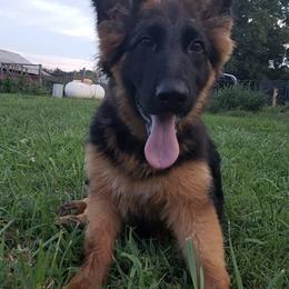 German Shepherds from TriBach German Shepherds