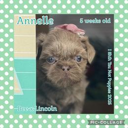 Annelle - Lilac female Shih Tzu puppy in Beatrice, Nebraska from I Shih Tzu Not Puppies