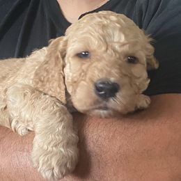 Goldendoodle Puppies from Columbia River Doodles