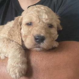 Goldendoodle Puppies from Columbia River Doodles