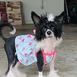 Bridget - Chinese Crested