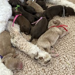 Reservation spot 2 - Apricot male Goldendoodle puppy in Redmond, Oregon from Bourbon and Lace Doodles