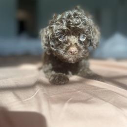 Charlie Brown - Brown male Cockapoo puppy in 77304, Texas from Little Valley Puppies