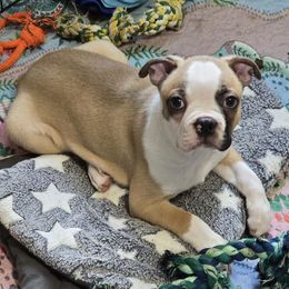 Howard - Seal and white male Boston Terrier puppy in Orange, Texas from Emerald Moon Bostons