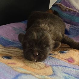 Boy 3 - Chocolate male Shih Tzu puppy in White Pigeon, Michigan from Kathys Yorkie and Shih-tzu Cuties