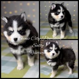 Sally - Black and white female Pomsky puppy in Rossville, Georgia from Scenic City Pomskies