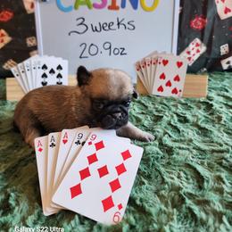 Casino - Fawn male Pug puppy in Tucson, Arizona from Cactus Pugs & Hugs
