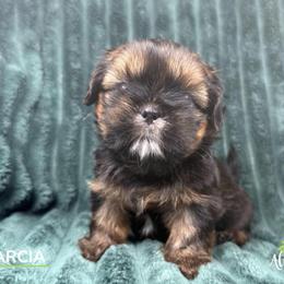 Garcia - Red male Shih Tzu puppy in Alice, Texas from Altas Palmas Shih Tzu