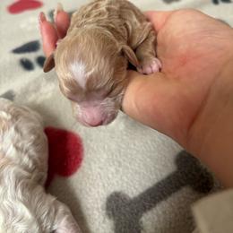 Girl 2 - Apricot female Goldendoodle puppy in Noblesville, Indiana from R and H Doodles