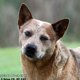 Charlie - Australian Cattle Dog