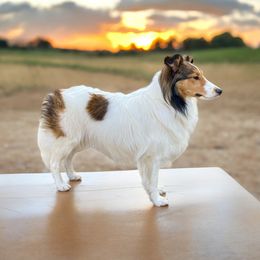 Foxi - Shetland Sheepdog