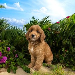 Kira - Red  female Goldendoodle puppy in Bells, Texas from Partridge Doodles and Poodles