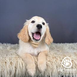 Arthur - white and lemon male Companion Cross puppy in Utah County, Utah from Big Hearted Breeders