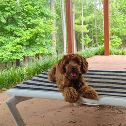 Rosie - Cavapoo