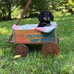 Tank - Black and cream male Dachshund puppy in Squires, Missouri from Hudson’s Hounds