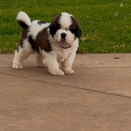 Peaches - White and brown female Saint Bernard puppy in Ramona, California from Buendias Ranch Saint Bernards & Bernese Mountain Dogs