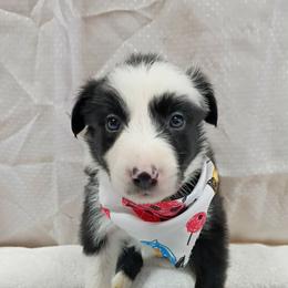 Jörde - Black and white male Border Collie puppy in Max, Nebraska from Stag Valley Homestead