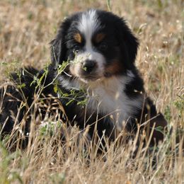 Bernese Mountain Dog, Golden Mountain Dog, and Golden Retriever Puppies from Grateful Bernese