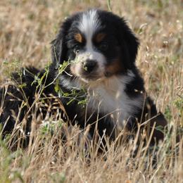 Bernese Mountain Dog, Golden Mountain Dog, and Golden Retriever Puppies from Grateful Bernese